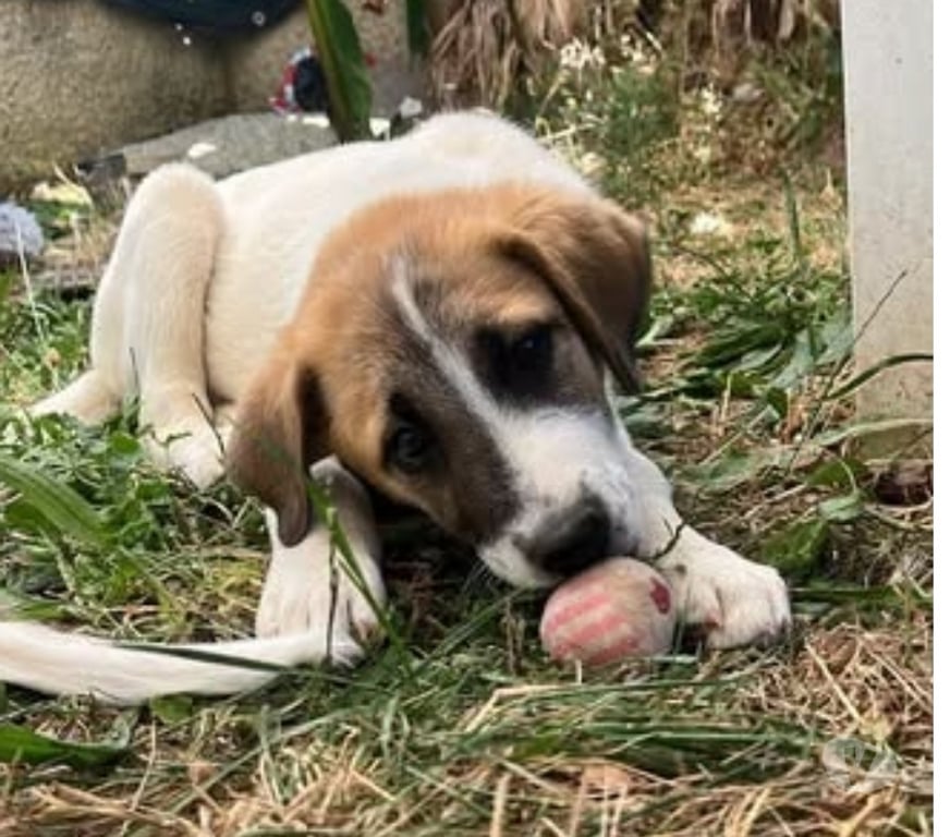 Don animaux Drôme Chateauneuf de Galaure - 26330 - Photos Vivastreet Chien TAC à l adoption