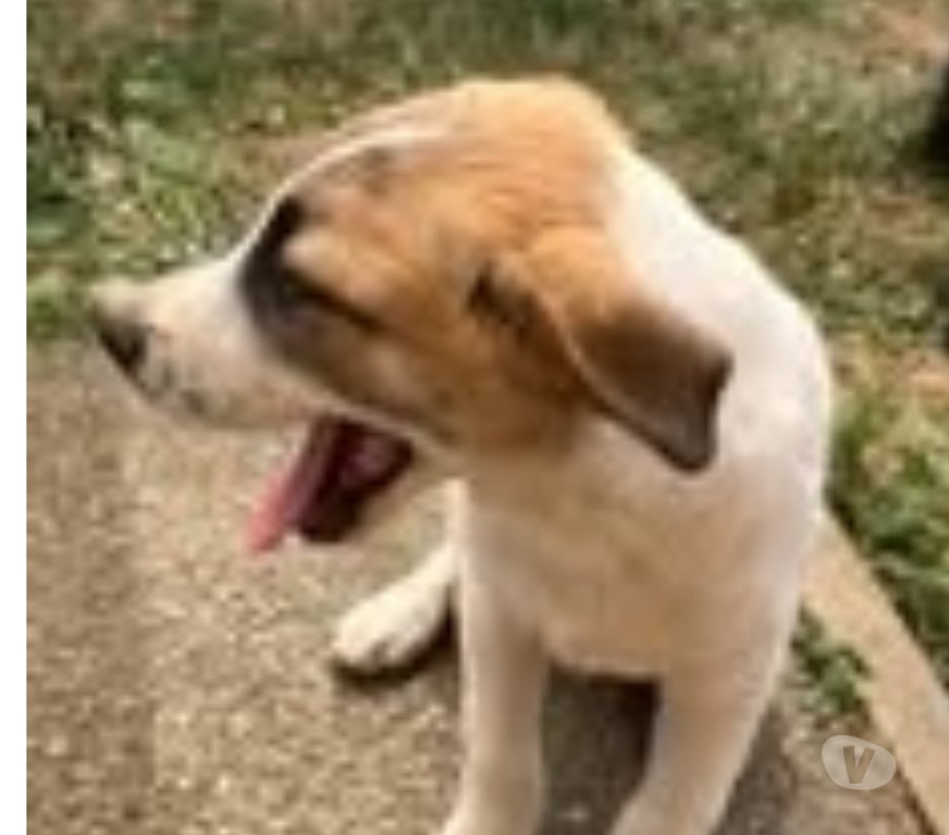 Don animaux Drôme Chateauneuf de Galaure - 26330 - Photos Vivastreet Chien TAC à l adoption