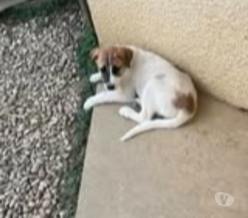 Don animaux Drôme Chateauneuf de Galaure - 26330 - Photos Vivastreet Chien TAC à l adoption