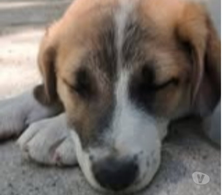 Don animaux Drôme Chateauneuf de Galaure - 26330 - Photos Vivastreet Chien TAC à l adoption