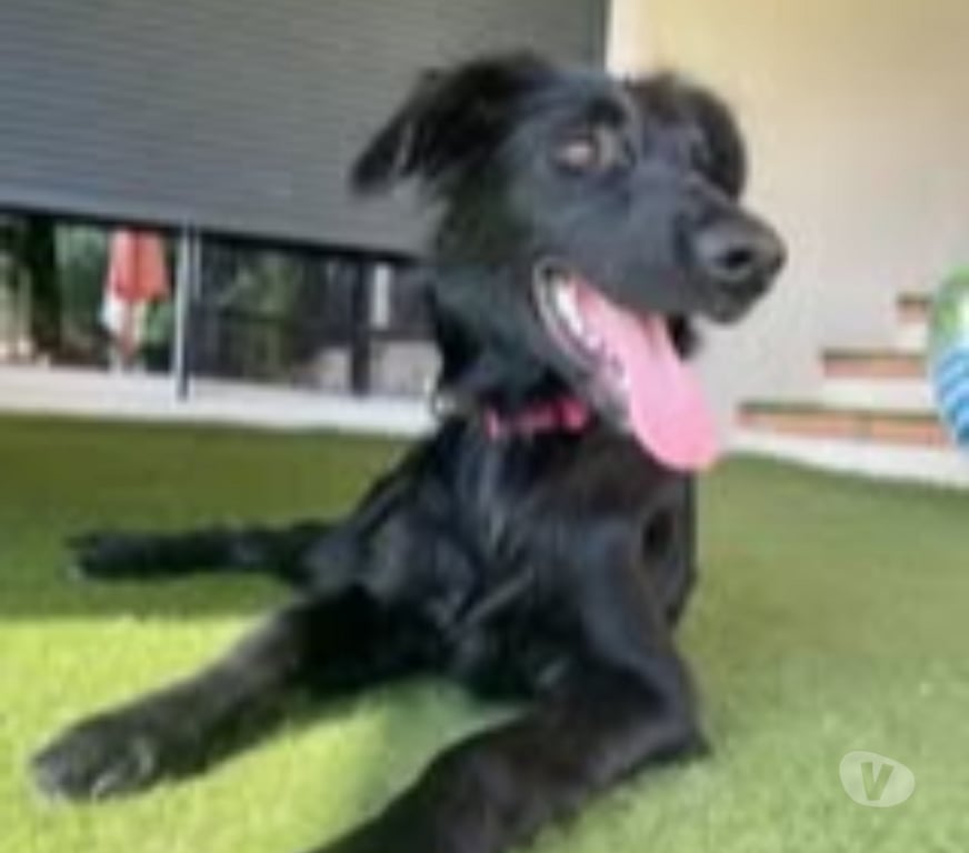 Don animaux Drôme St Paul Trois Chateaux - 26130 - Photos Vivastreet Chien BENTLEY à l adoption