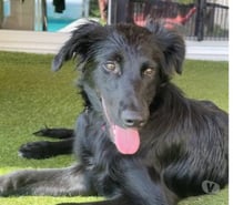 Photos Vivastreet Chien BENTLEY à l adoption