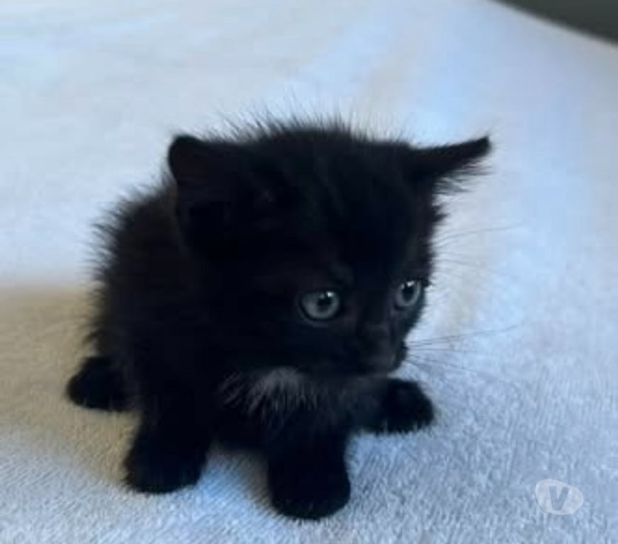 Don animaux Drôme Bourg les Valence - 26500 - Photos Vivastreet Chat SETHI à l adoption