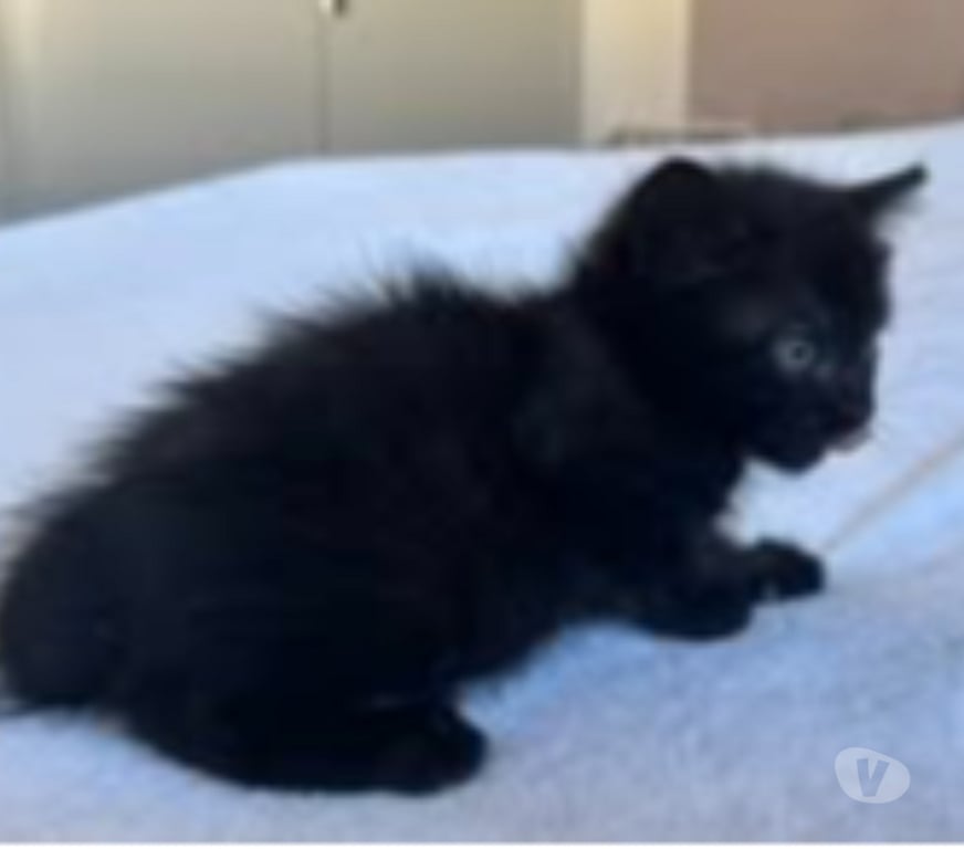 Don animaux Drôme Bourg les Valence - 26500 - Photos Vivastreet Chat SETHI à l adoption