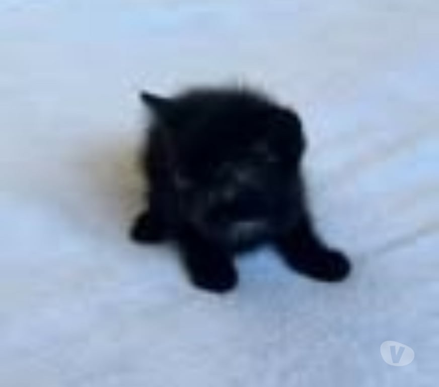 Don animaux Drôme Bourg les Valence - 26500 - Photos Vivastreet Chat SETHI à l adoption