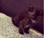 St Maurice l'Exil - Isère — Chat AIMI à l adoption