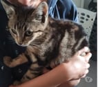 Pelussin - Loire — Chat GRISOU à l adoption