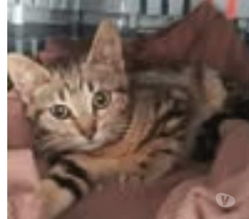 Don animaux Loire Pelussin - 42410 - Photos Vivastreet Chat GRISOU à l adoption