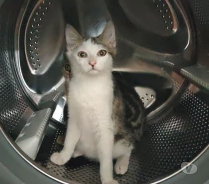 Don Pelussin Loire - Photos Vivastreet Chat SPIDER à l adoption