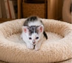 Pierrelatte - Drôme — Chat ZIGGY à l adoption