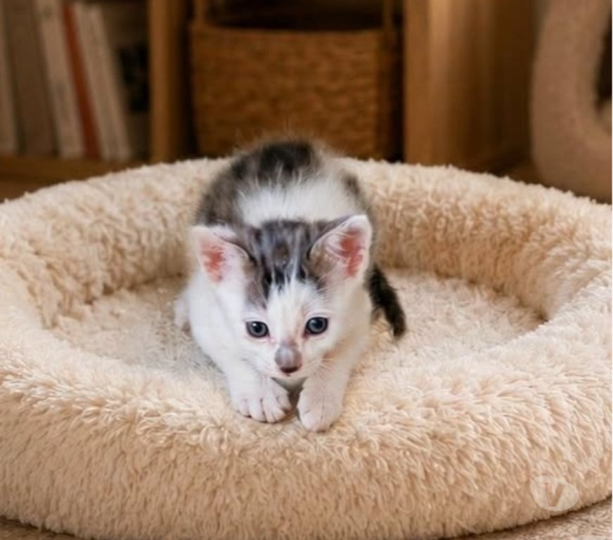 Don animaux Drôme Pierrelatte - 26700 - Photos Vivastreet Chat ZIGGY à l adoption