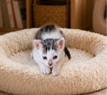 Photos Vivastreet Chat ZIGGY à l adoption
