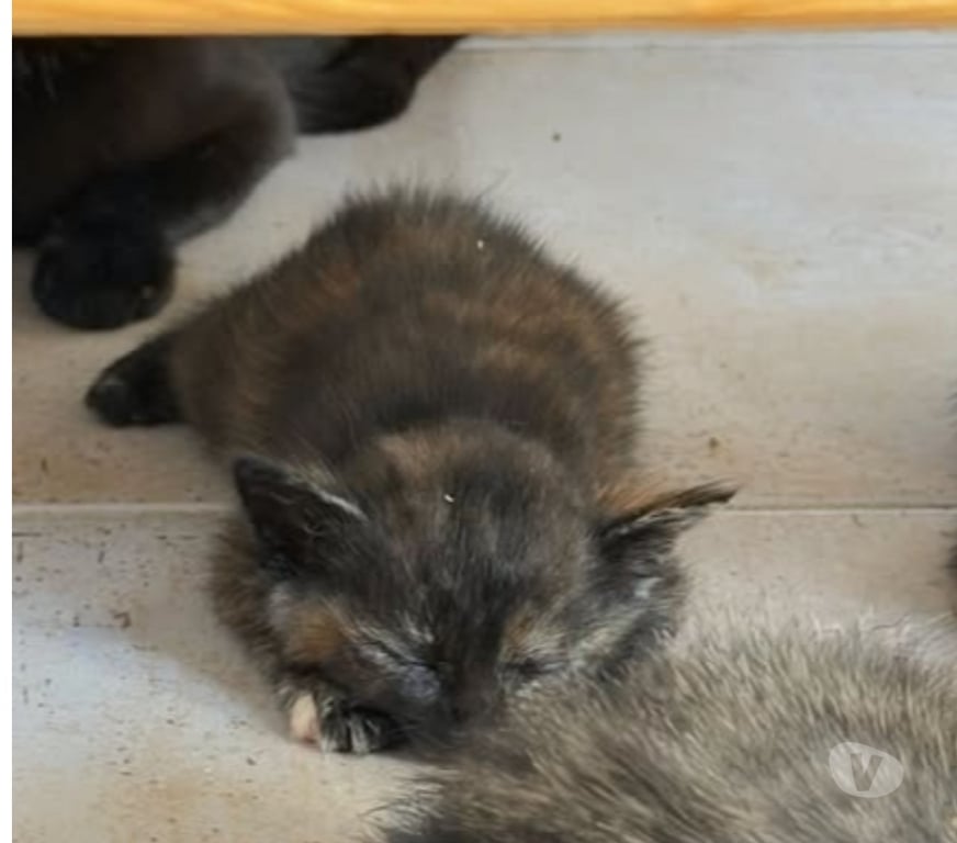 Don animaux Drôme St Restitut - 26130 - Photos Vivastreet Chat TORTIE à l adoption