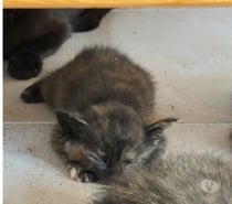 Photos Vivastreet Chat TORTIE à l adoption