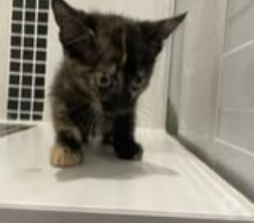 Don animaux Drôme St Donat sur l'Herbasse - 26260 - Photos Vivastreet Chat KOQUET à l adoption