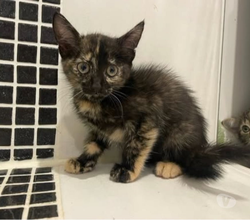 Don animaux Drôme St Donat sur l'Herbasse - 26260 - Photos Vivastreet Chat KOQUET à l adoption