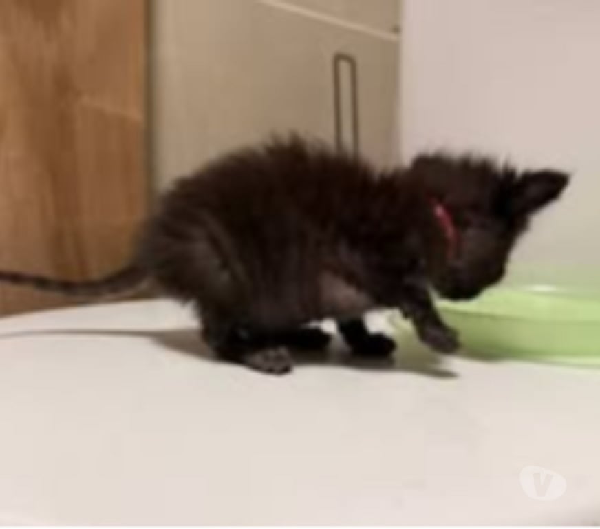 Don animaux Drôme Valence - 26000 - Photos Vivastreet Chat SPIDEY à l adoption