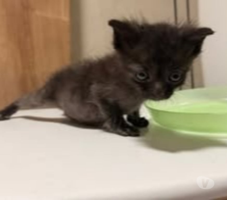 Don animaux Drôme Valence - 26000 - Photos Vivastreet Chat SPIDEY à l adoption