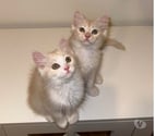 Mantes la Ville - Yvelines — Chaton type persan européen disponible