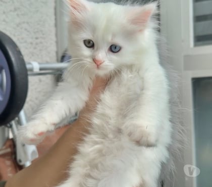 Vente animaux Mantes la Jolie Yvelines - Photos Vivastreet Chaton persan disponible