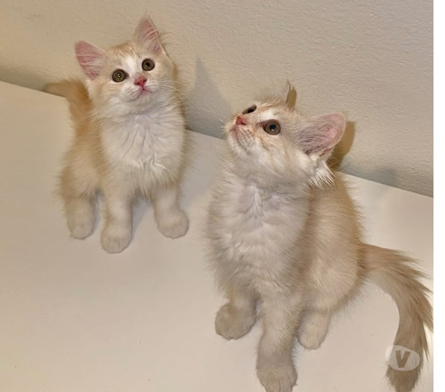 Vente Yvelines Mantes la Jolie - 78200 - Photos Vivastreet Chaton type persan européen disponible