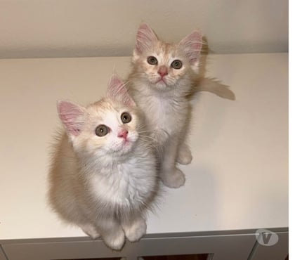 Vente animaux Mantes la Jolie Yvelines - Photos Vivastreet Chaton type persan européen disponible