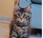 Toulon - Toulon — chaton femelle Maine Coon LOOF