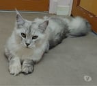 Toulon - Toulon — chaton femelle Maine Coon LOOF