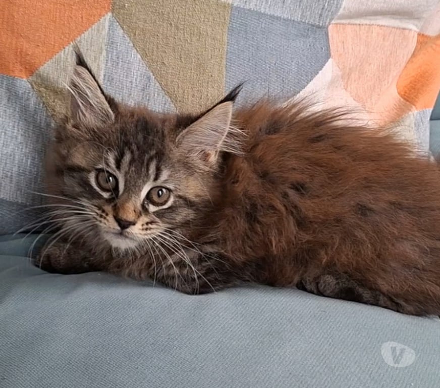 Vente Var Toulon - Photos Vivastreet chaton femelle Maine Coon LOOF