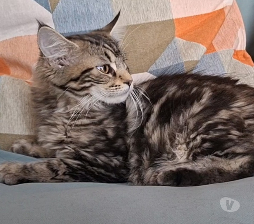 Vente Var Toulon - Photos Vivastreet chaton femelle Maine Coon LOOF