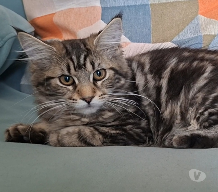 Vente Var Toulon - Photos Vivastreet chaton femelle Maine Coon LOOF