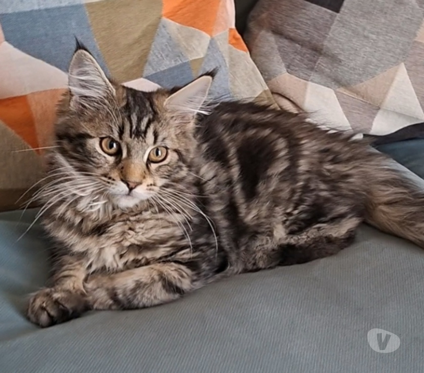 Vente Var Toulon - Photos Vivastreet chaton femelle Maine Coon LOOF
