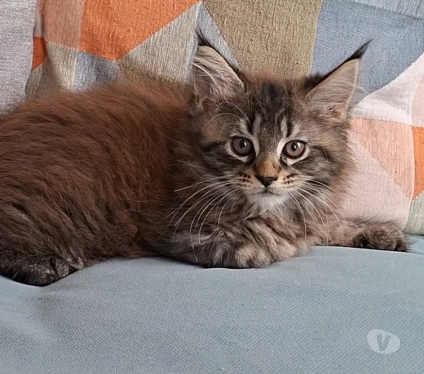 Vente Var Toulon - Photos Vivastreet chaton femelle Maine Coon LOOF