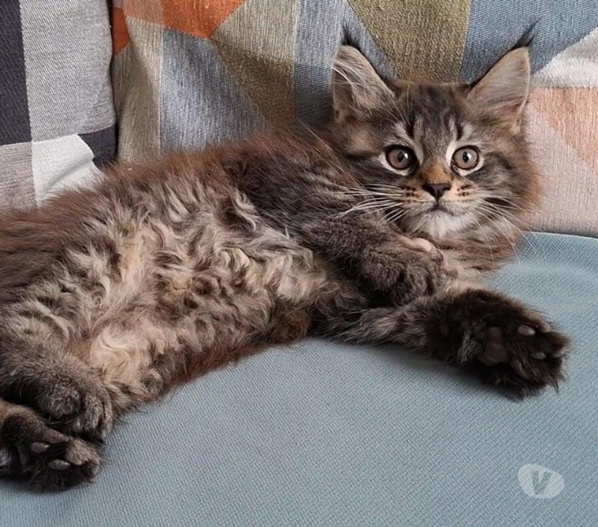 Vente Var Toulon - Photos Vivastreet chaton femelle Maine Coon LOOF