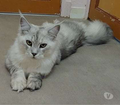 Vente animaux Toulon Toulon - Photos Vivastreet chaton femelle Maine Coon LOOF