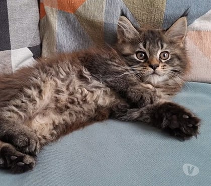 Vente animaux Toulon Toulon - Photos Vivastreet chaton femelle Maine Coon LOOF