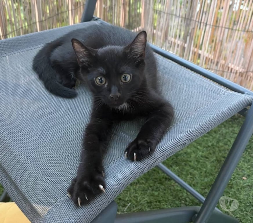 Don animaux Val-d'Oise Soisy sous Montmorency - 95230 - Photos Vivastreet Chaussette bebe de Tricot