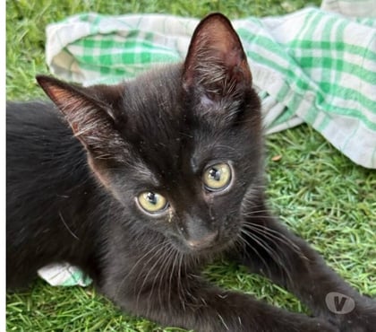 Adoption animaux Soisy sous Montmorency Val-d'Oise - Photos Vivastreet Chaussette bebe de Tricot