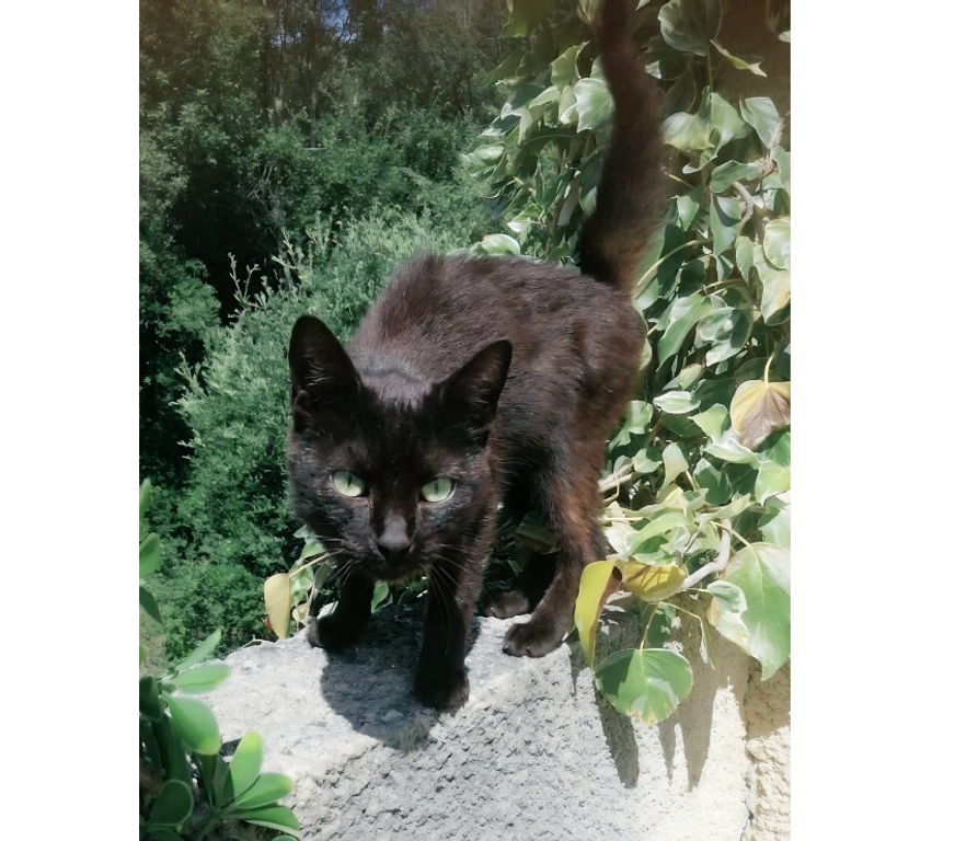 Don animaux Aude Carcassonne - Photos Vivastreet Bagherra chatte noire 1 an gentille caline a adopter