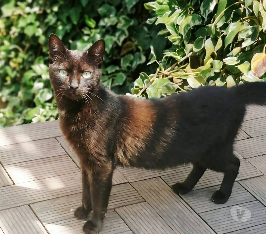 Don animaux Aude Carcassonne - Photos Vivastreet Bagherra chatte noire 1 an gentille caline a adopter