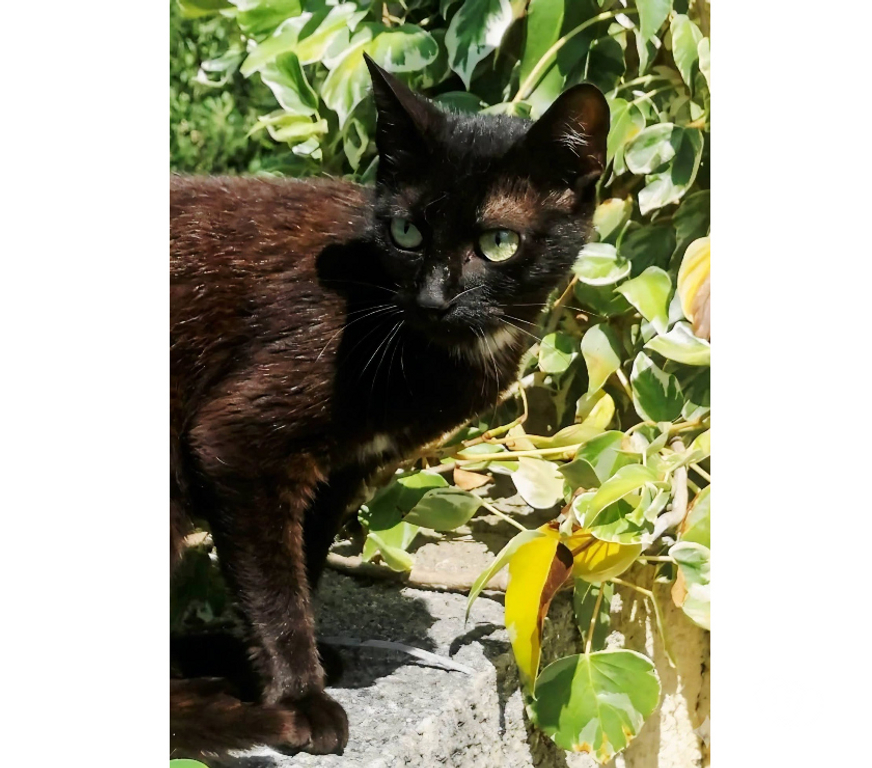 Don animaux Aude Carcassonne - Photos Vivastreet Bagherra chatte noire 1 an gentille caline a adopter