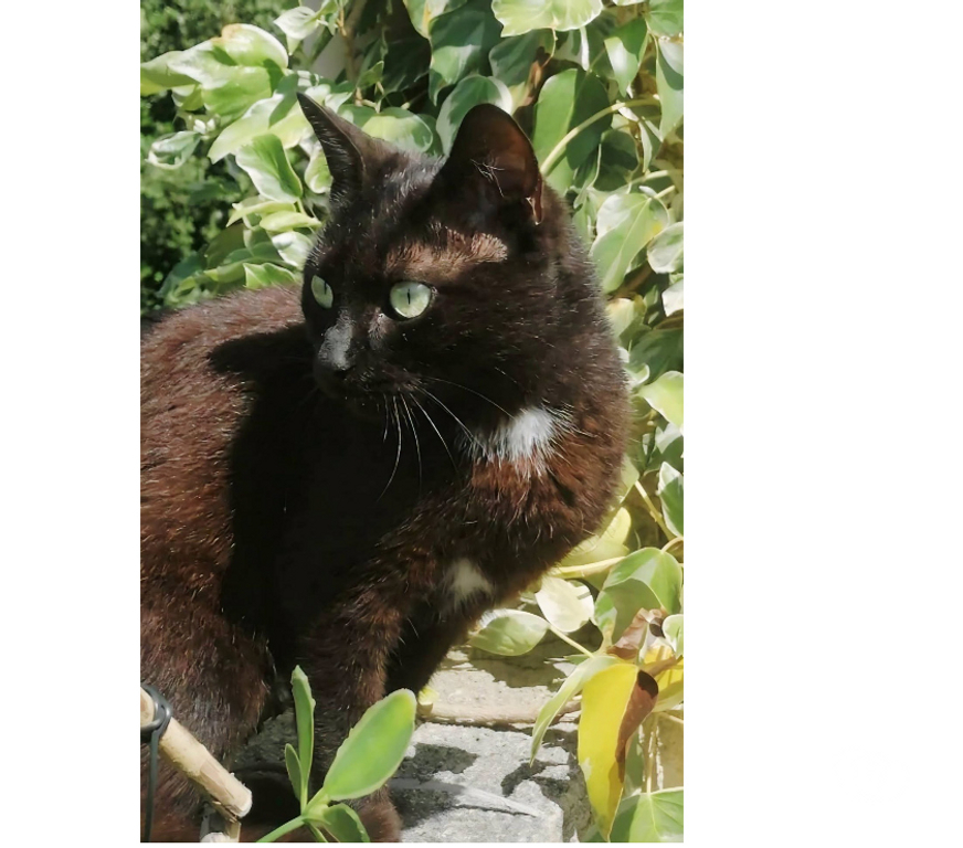 Don animaux Aude Carcassonne - Photos Vivastreet Bagherra chatte noire 1 an gentille caline a adopter