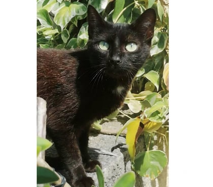 Don animaux Villalbe Carcassonne - Photos Vivastreet Bagherra chatte noire 1 an gentille caline a adopter