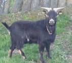 DEFTONES, bouc nain à adopter