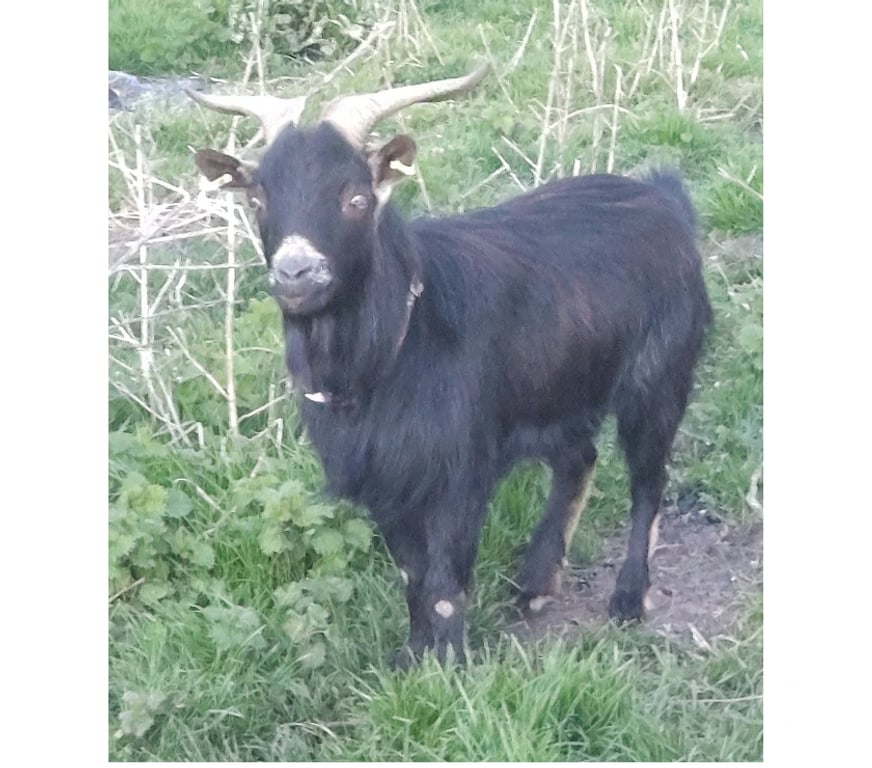 Vente Loire-Atlantique Abbaretz - 44170 - Photos Vivastreet DEFTONES, bouc nain à adopter