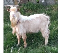 Photos Vivastreet Opeth, bouc nain à adopter