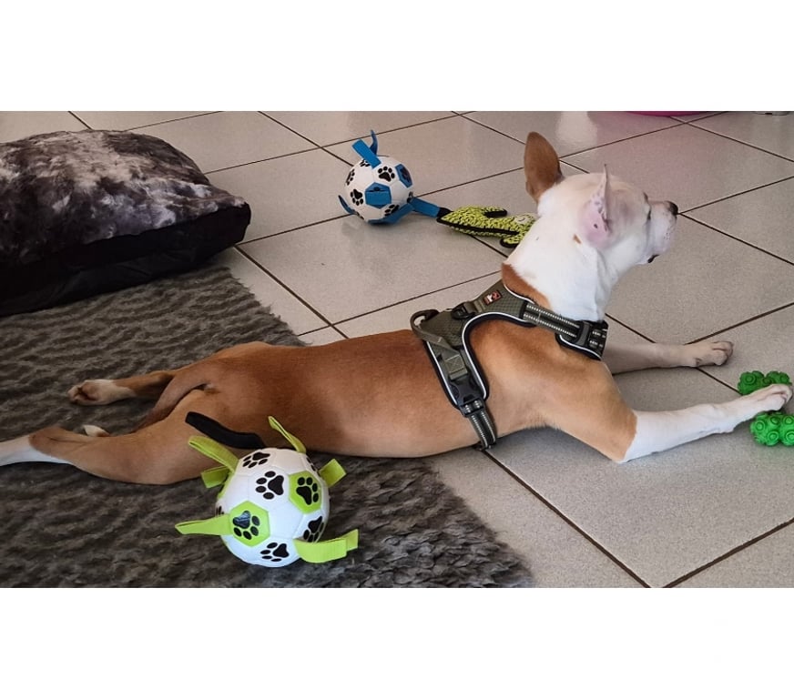 Don animaux Hérault Beziers - 34500 - Photos Vivastreet BLINIS, chien type staffie, 1 an non lof 12 kilos