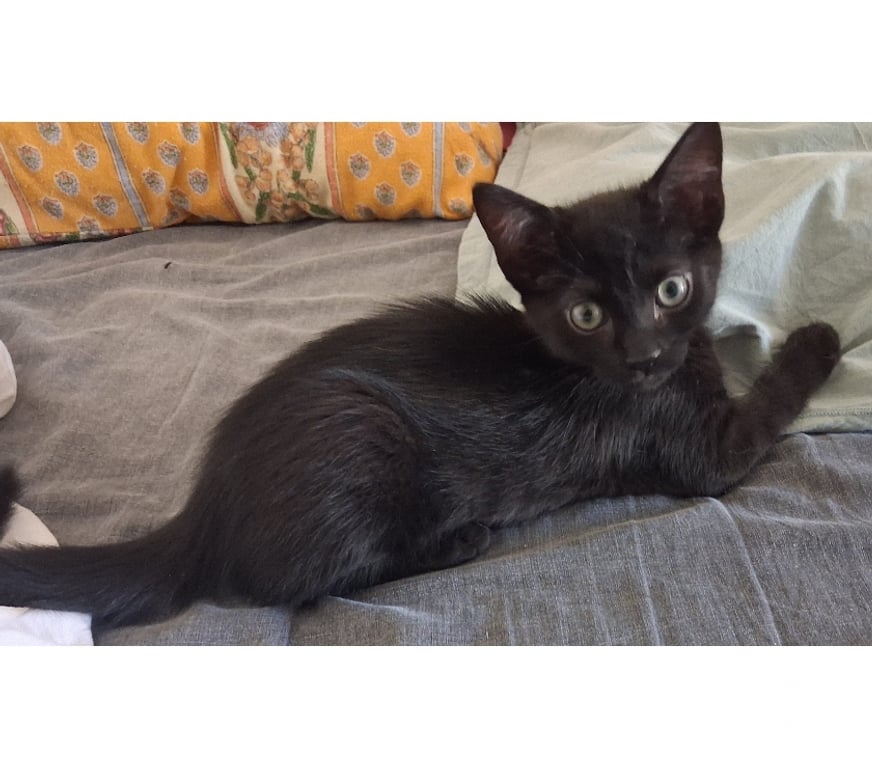 Don animaux Hérault Beziers - 34500 - Photos Vivastreet Chaton noir, 2 mois et demi type européen non lof