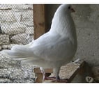 Bagneaux sur Loing - Seine-et-Marne — Pigeons de chair