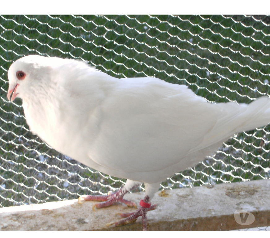 Vente Seine-et-Marne Bagneaux sur Loing - 77167 - Photos Vivastreet Pigeons de chair